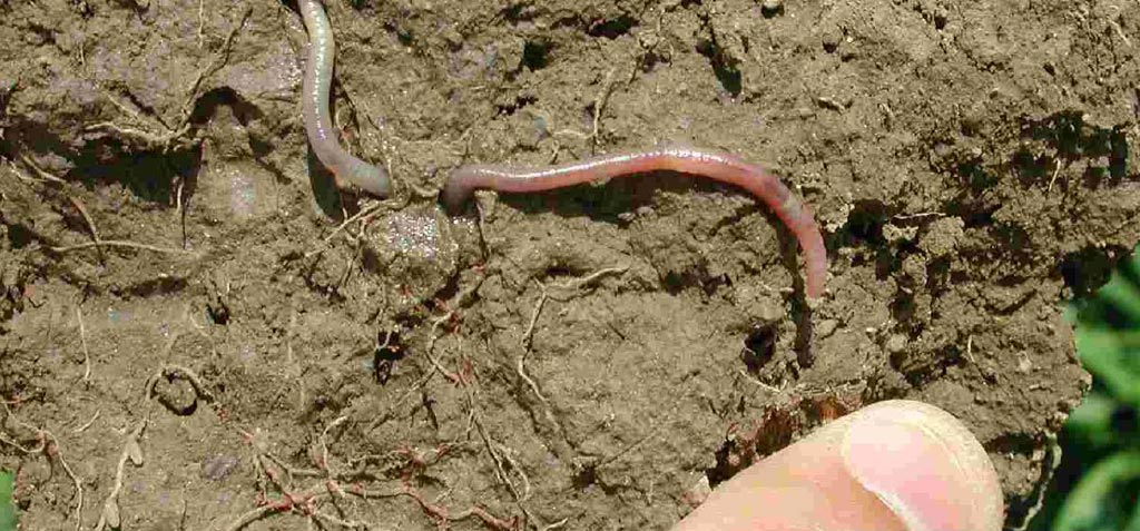 3SoilReportAgroecologyGreece2017