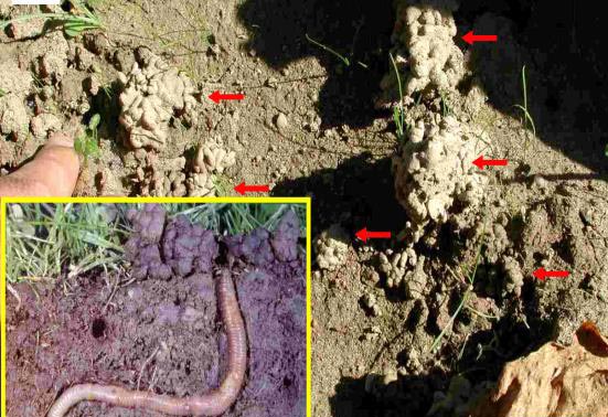 5SoilReportAgroecologyGreece2017
